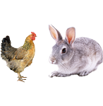 適合鴿子、禽類